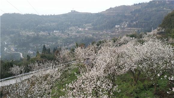 双山镇建新村发展的樱桃产业。（资料图） 通讯员  陈刚 摄