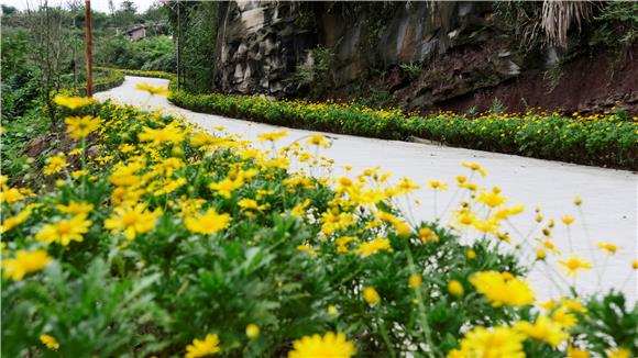 双山镇建新村道路沿线种植的鲜花。 通讯员 陈刚 摄