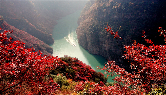 3红叶早已层林尽染，只等游客到来。巫山县文化和旅游发展委员会供图 华龙网发
