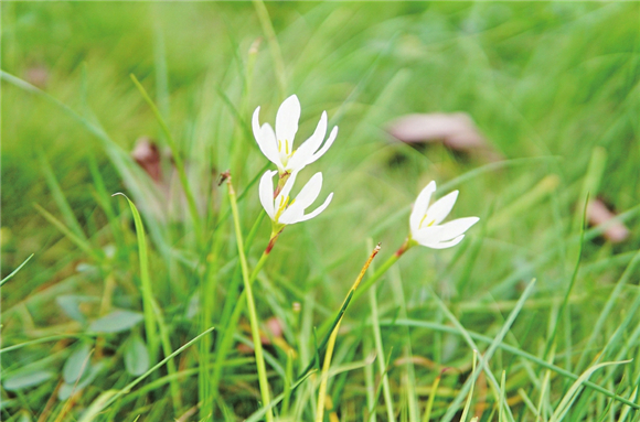 一朵朵小巧雅致的白花。通讯员 王灿 摄