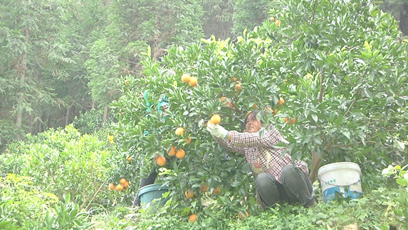 果农采摘脐橙。通讯员 吴彪 摄