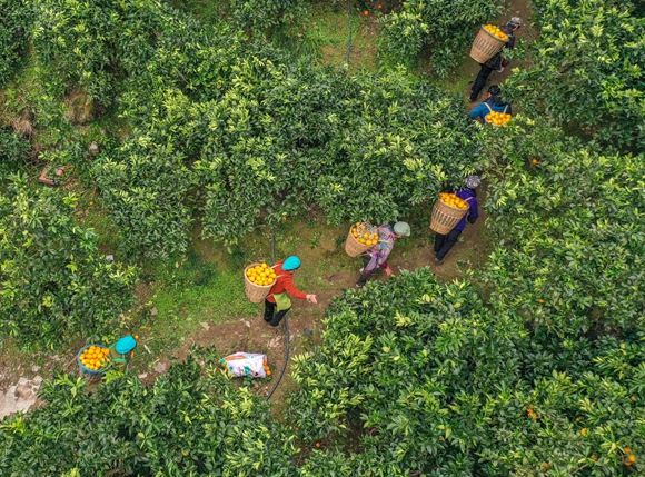 村民忙着采收脐橙。通讯员 冉川 摄
