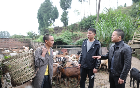 镇村干部了解山羊饲养情况。通讯员 陈刚供图