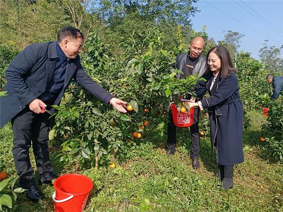 2龙石镇人大主席团相关成员在青山村柑橘园采摘柑橘。特约通讯员 蒋文友 摄