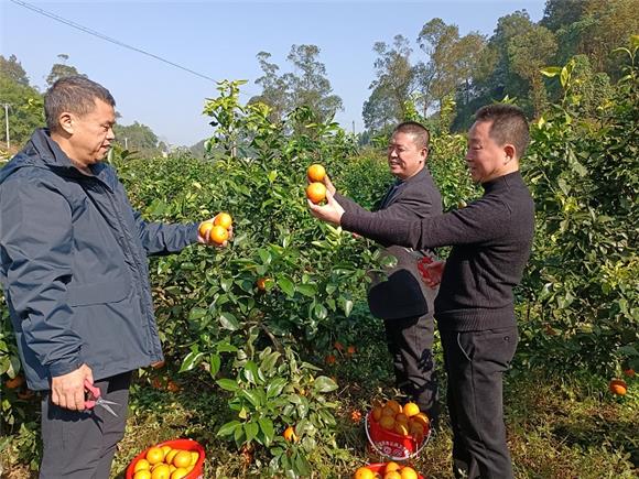 3 自豪地展示采摘的青山柑橘。特约通讯员 蒋文友 摄
