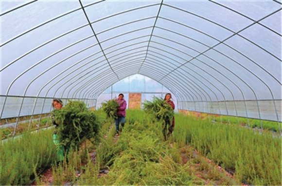 位于金带街道双桂村的迷迭香种植基地,村民在收割迷迭香.