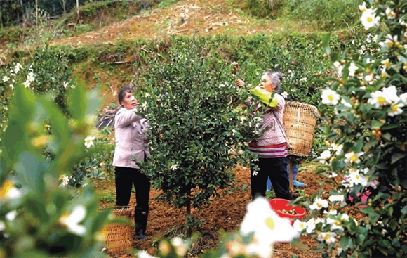 村民在采摘油茶果。通讯员 何建军 向成国 摄