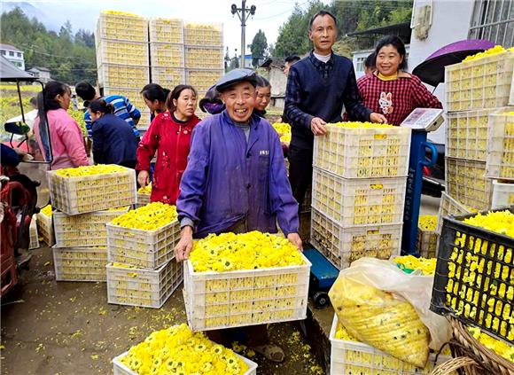 2村民们将采摘好的菊花集中堆积。通讯员 唐洲 摄