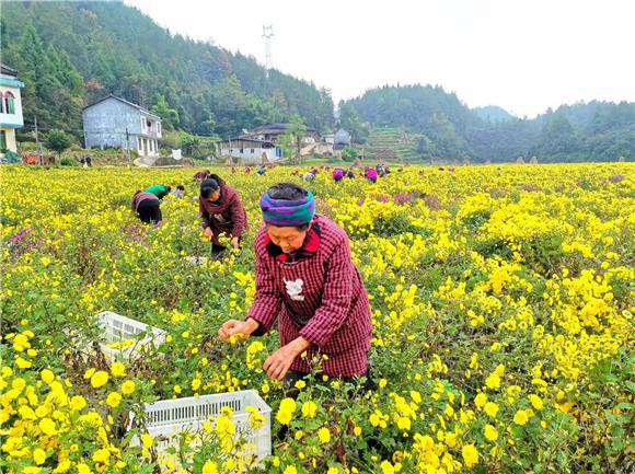 1村民们忙着采摘皇菊花。通讯员 唐洲 摄