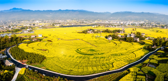 绚烂的毕桥乡愁园（5000亩油菜制种基地）