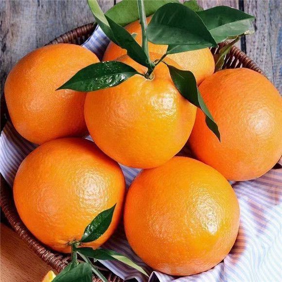 巫山恋橙正成为巫山的“金名片”。 巫山县果业发展中心供图