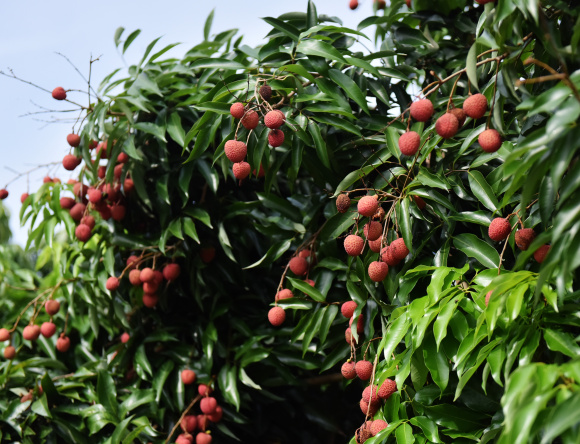 睦和荔枝 睦和荔枝(By黄河) (19)