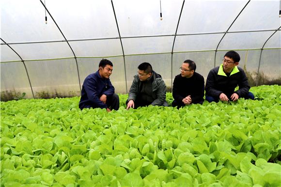 宝顶镇古林村发展蔬菜产业。特约通讯员 谭显全 摄
