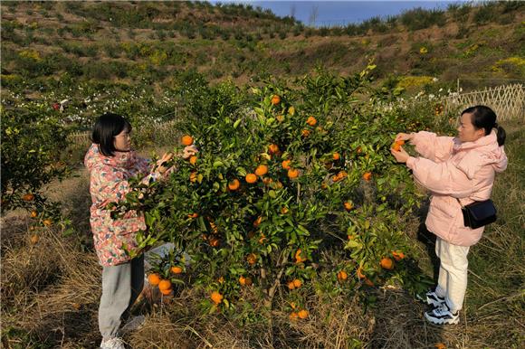 游客入园采摘柑橘。特约通讯员 邓小强 摄