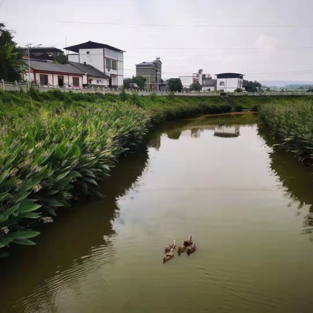 整治后的凤桥河。市生态环境局供图 华龙网-新重庆客户端发