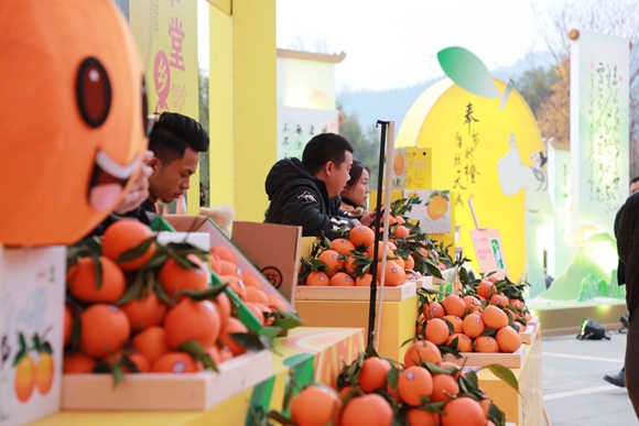 奉节脐橙开启“甜蜜事业”助力乡村振兴。 奉节县委宣传部供图 华龙网发