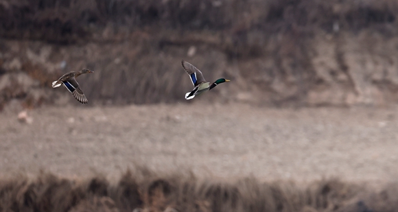 两只绿头鸭在甘肃省定西市岷县洮河湿地上空飞翔。