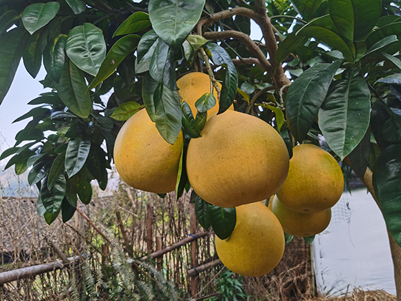 镇上柚子树挂满沉甸甸果实。黔江区委宣传部供图