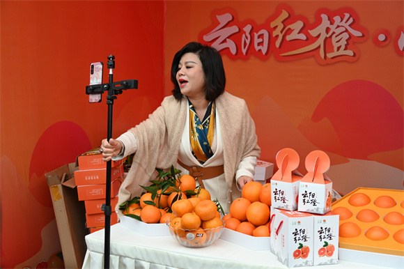 网络直播正在通过社交平台给网友推介云阳红橙。李野 摄