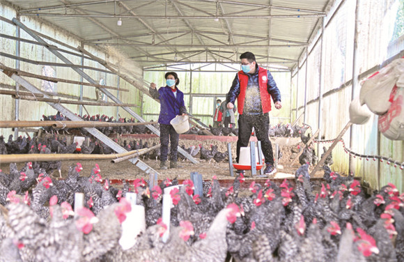 龙驹镇芦花鸡养殖场。