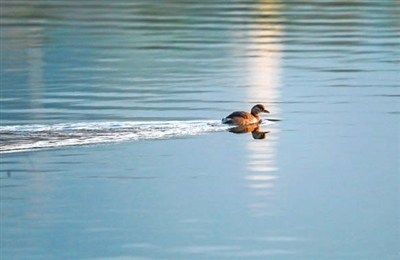 小鸊鷉在湖面欢快畅游。