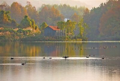 成群的候鸟在湖面上嬉戏，沐浴着冬日暖阳。
