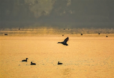 候鸟在湖面上飞跃。