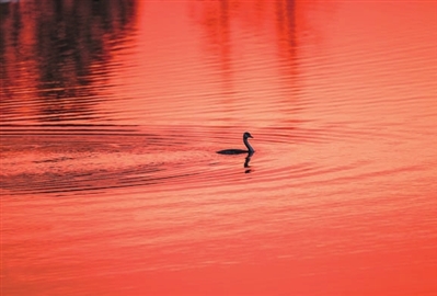 凤头鸊鷉在波光粼粼的湖面上畅游，好不惬意。