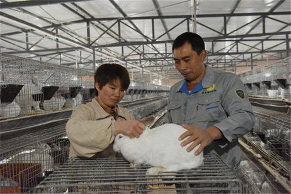 刘海龙（右）向可英（左）检查肉兔。特约通讯员  隆太良   摄