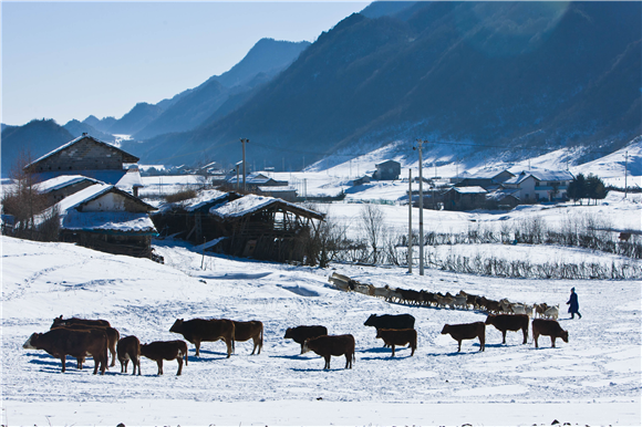 红池坝雪地里牛羊成群。巫溪县融媒体中心供图