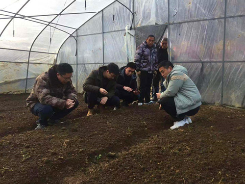 2 村组干部和技术人员在查看羊肚菌种植情况。通讯员 韩俊贤 摄