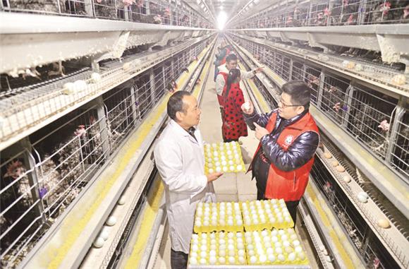 12月上旬，龙驹镇梧桐村，三峡职业学院科技特派员在指导芦花鸡养殖技术，芦花鸡产业日益旺盛。通讯员 付作侨 摄