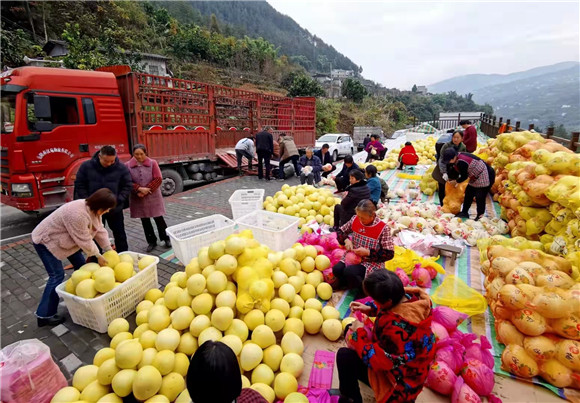 果农们正在包柚子准备运往山东泰安。巫溪县蒲莲镇供图 华龙网发_副本