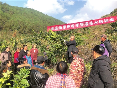 农技专家（中）在为果农讲解柚树修枝技巧。通讯员 张耀 摄