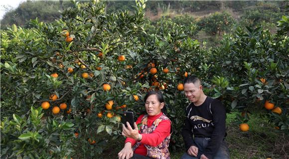 艾如明和儿子在纽荷尔脐橙地里录抖音。通讯员 陈仕川 摄