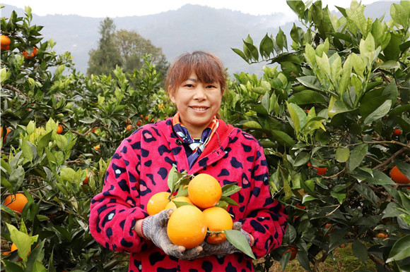 柑橘喜获丰收。通讯员 刘冲 刘婷 供图