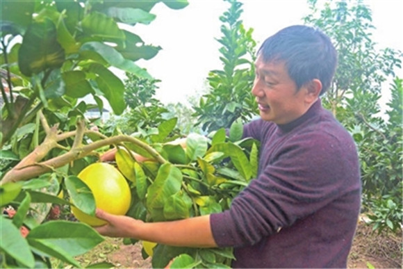 位于福禄镇辣坪村的毓旻农业专业合作社果园，果农在采摘红心柚。通讯员 周茜 供图