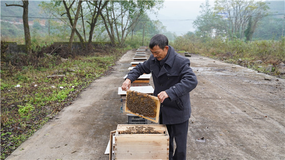 村民发展养蜂业 通讯员 王阳 摄