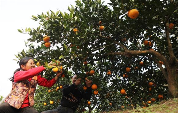 艾如明和儿子采摘纽荷尔脐橙。通讯员 陈仕川 摄