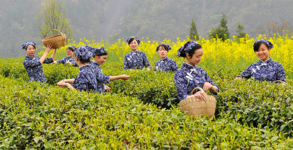 福田菜茶节