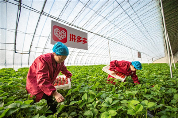 丹东东港是我国最大的草莓生产基地，种植户抱团组建合作社，提高了种植标准化和对抗市场风险的能力，拼多多的加入又使他们能把草莓直接卖给消费者，并创建属于合作社自己的农产品品牌。小卓 摄