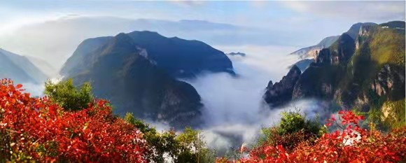 巫山红叶与云海融为一体。巫山县委宣传部供图 华龙网发