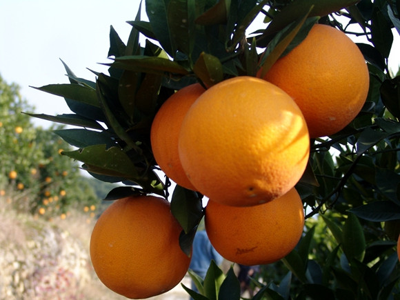 2021奉节脐橙开园上市推动“甜蜜事业”。 奉节县委宣传部供图 华龙网发