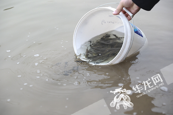 各种珍稀鱼苗放入了嘉陵江中。华龙网-新重庆客户端 首席记者 李文科 摄