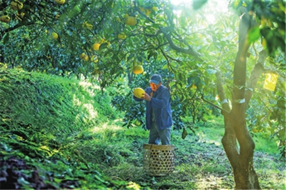 近日，荫平镇乐英村百年柚园内，柚农黎万书在采摘柚子。通讯员 熊伟 摄