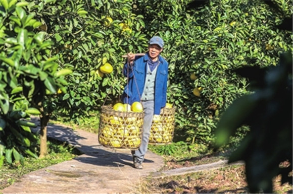 近日，荫平镇乐英村百年柚园内，柚农黎万书将采摘的柚子挑回家中。通讯员 熊伟 摄