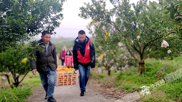 文明志愿者帮助果农采摘、搬运柑橘。华龙网-新重庆客户端记者 闫仪 摄