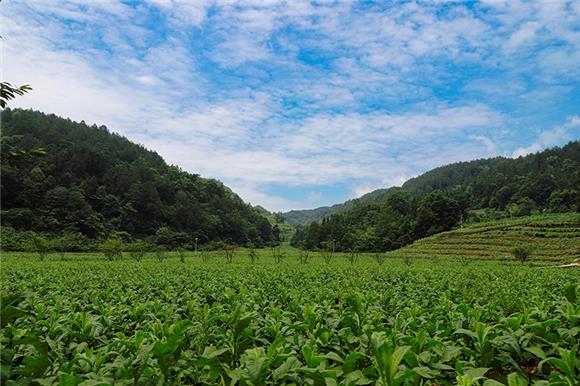 产业基地一角。通讯员 段利明 摄