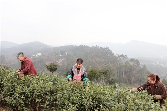 茶农们在万亩茶园基地采摘春茶第一芽。特约通讯员 陈仕川 摄-3