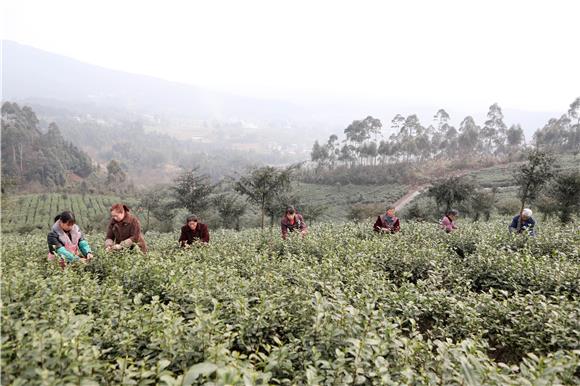 茶农们在万亩茶园基地采摘春茶第一芽。特约通讯员 陈仕川 摄-2